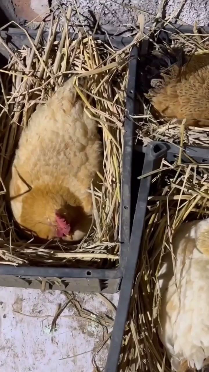 母鸡抱窝怎么办啊?教你一招