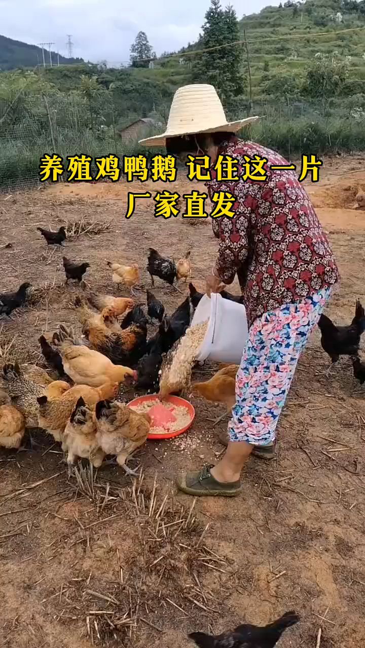 养殖鸡鸭鹅,记住这一片。