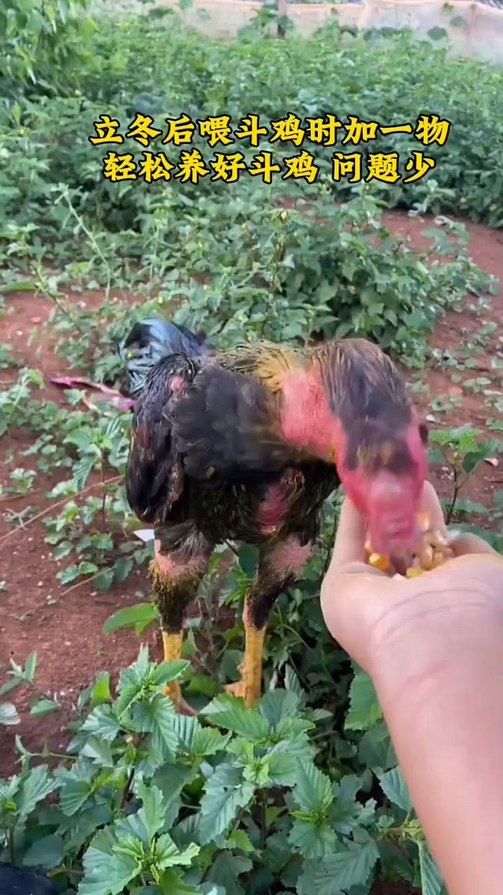 喂斗鸡时加一物,轻松养好鸡。