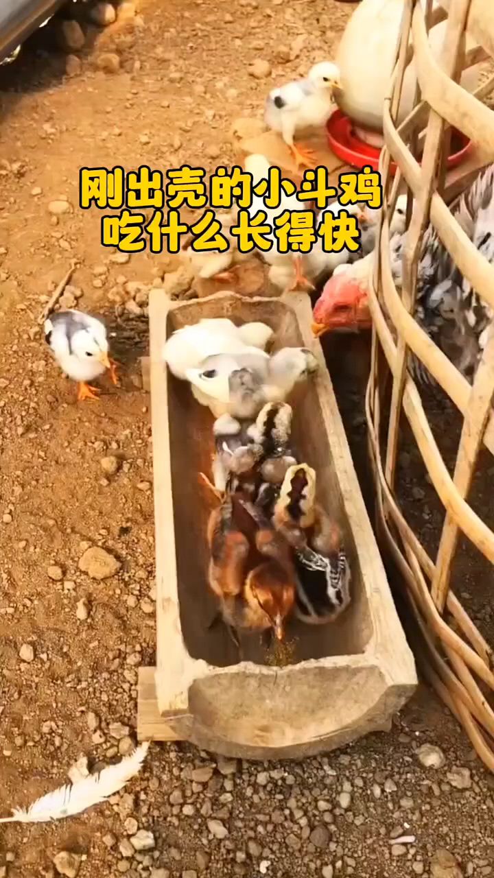 刚出壳小鸡吃什么长大快