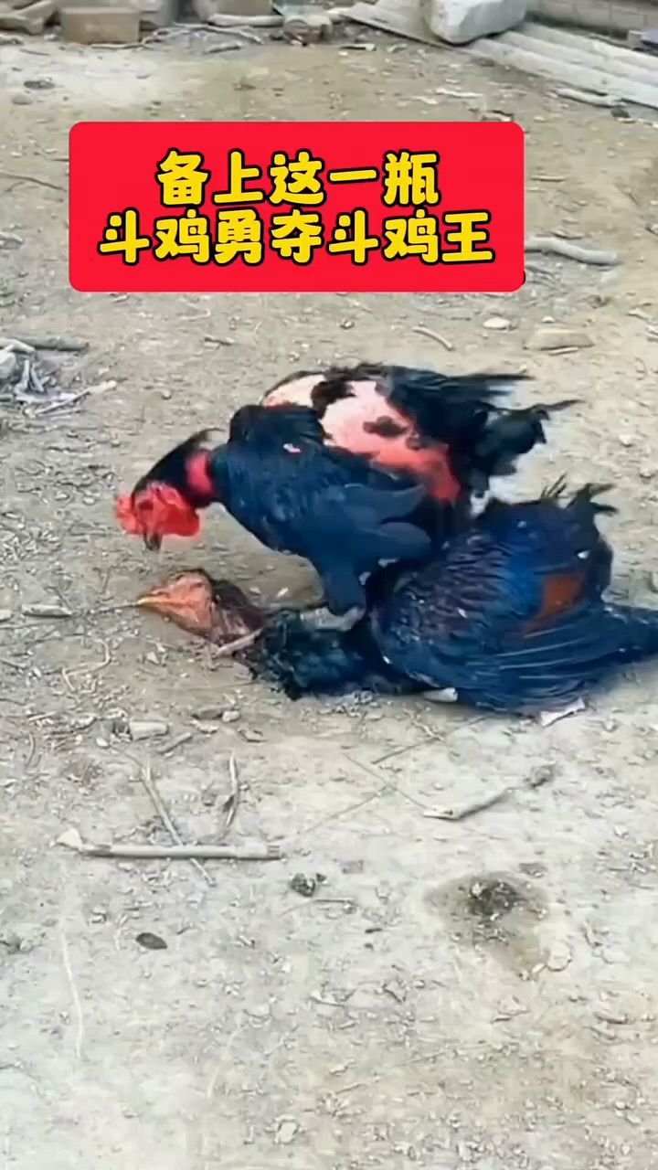 用上这一瓶,斗鸡成鸡王