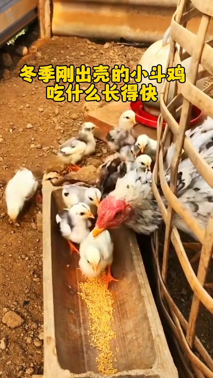 刚出来的小鸡怎么喂