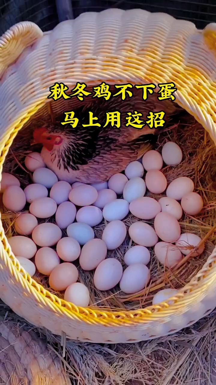 秋冬鸡宝下蛋怎么办