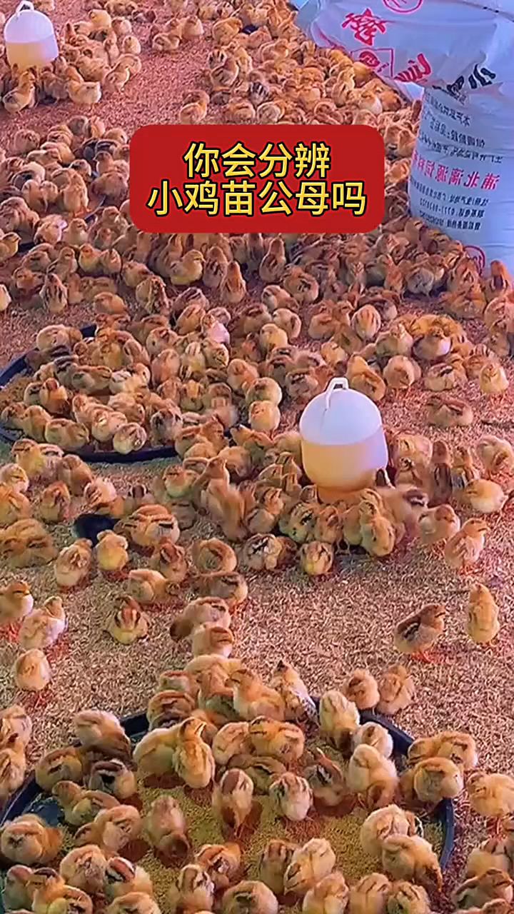 如何分辨小鸡公母