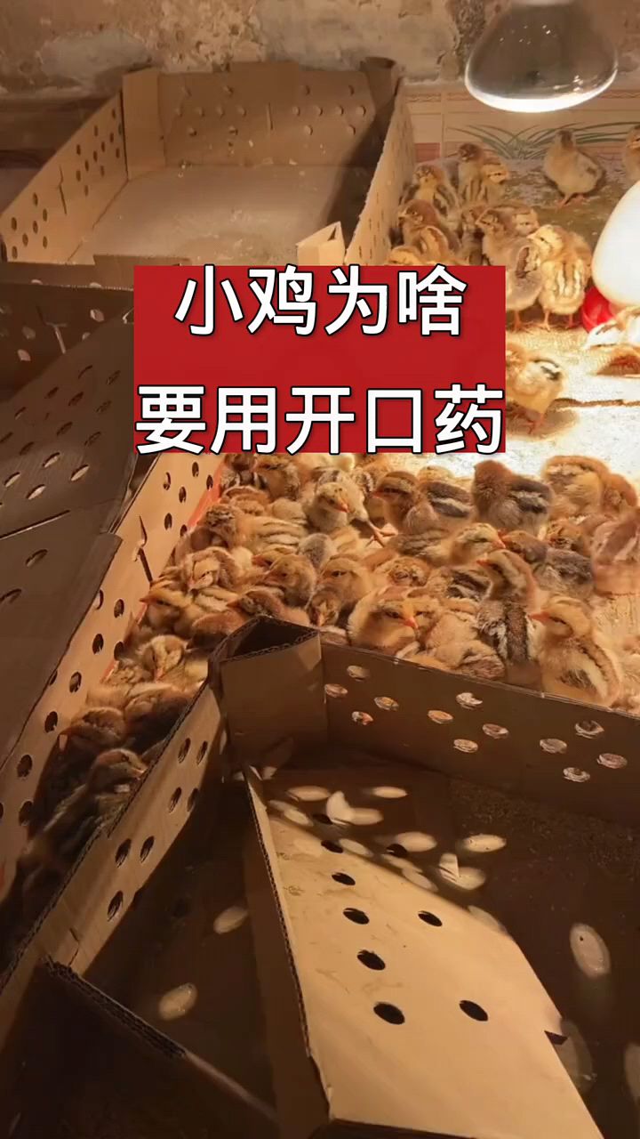 小鸡为什么要用开口药