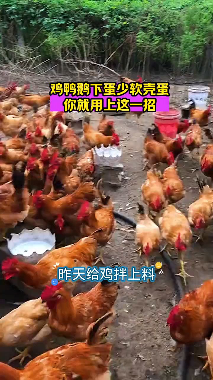 如何让母鸡下蛋多啊