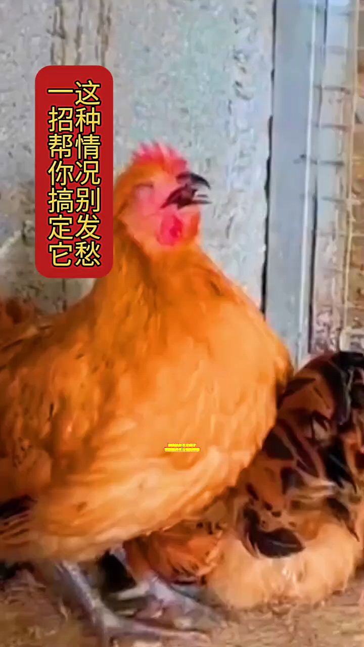鸡鸭鹅这样怎么办啊