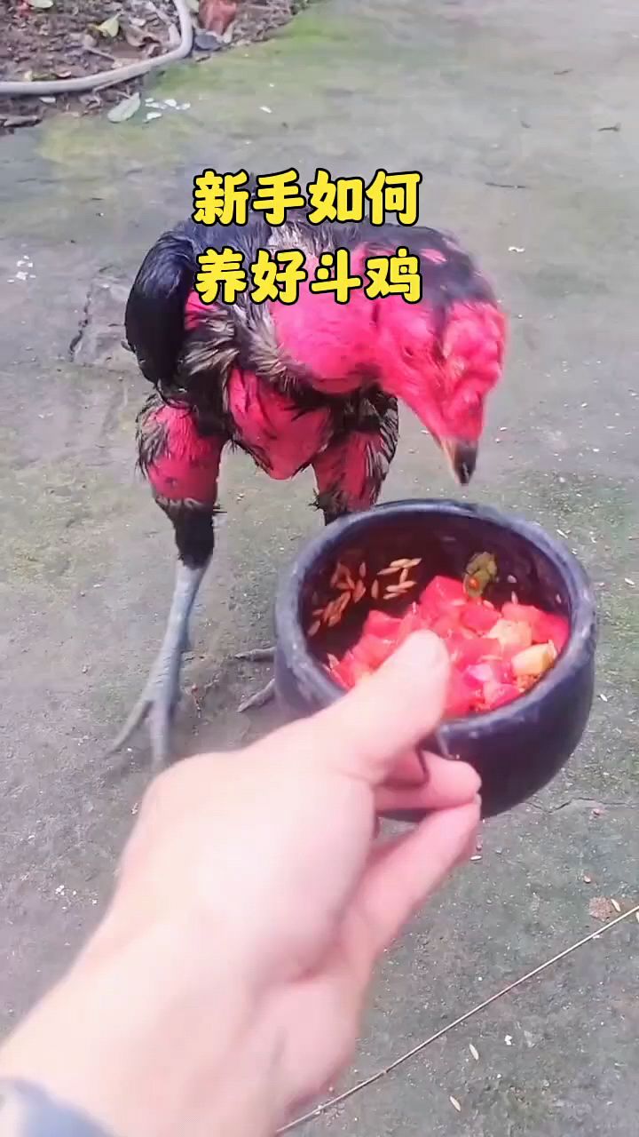 新手如何才能养好斗鸡?