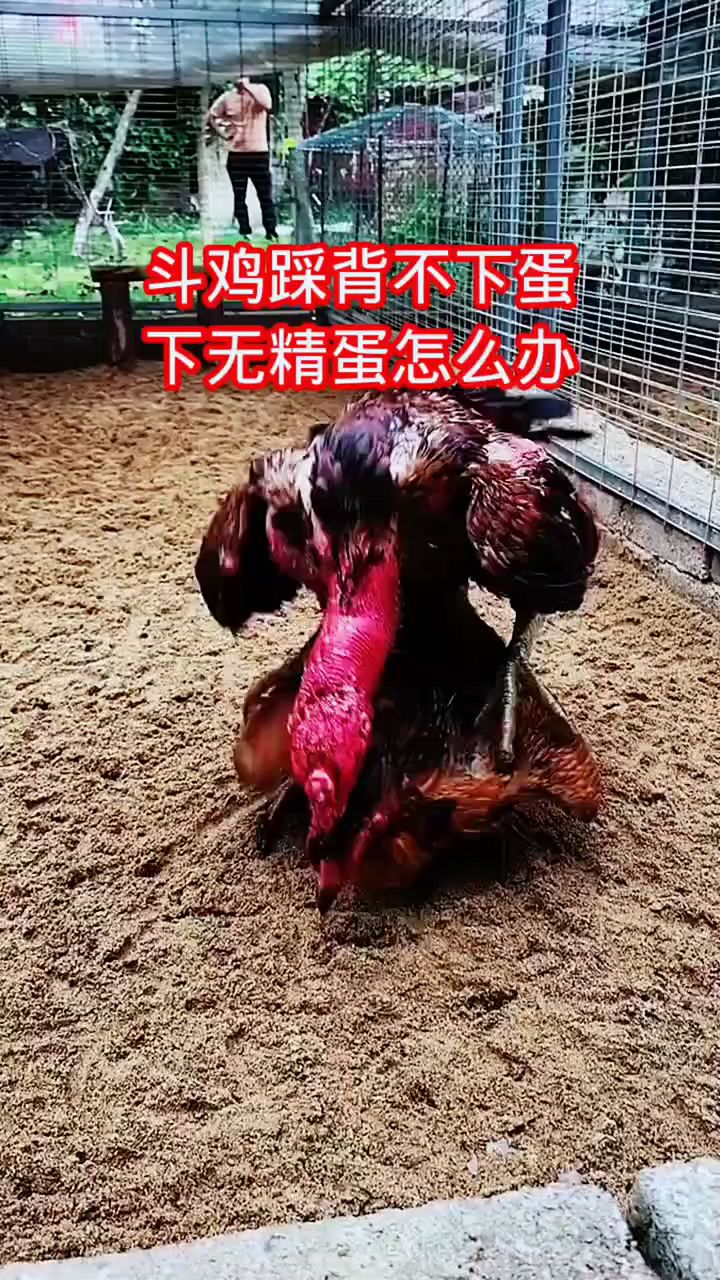 斗鸡踩背不下蛋怎么办