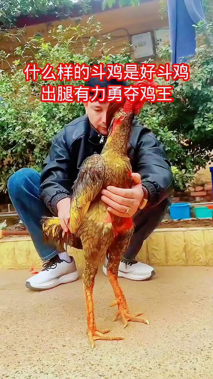 什么样的斗鸡才能勇夺鸡王?