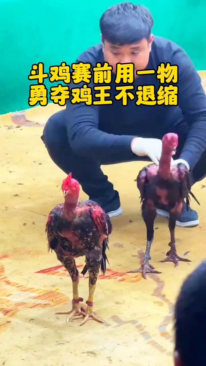 斗鸡比赛用这个夺鸡王