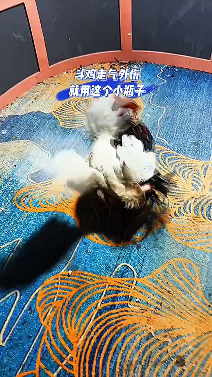 斗鸡外伤怎么办啊