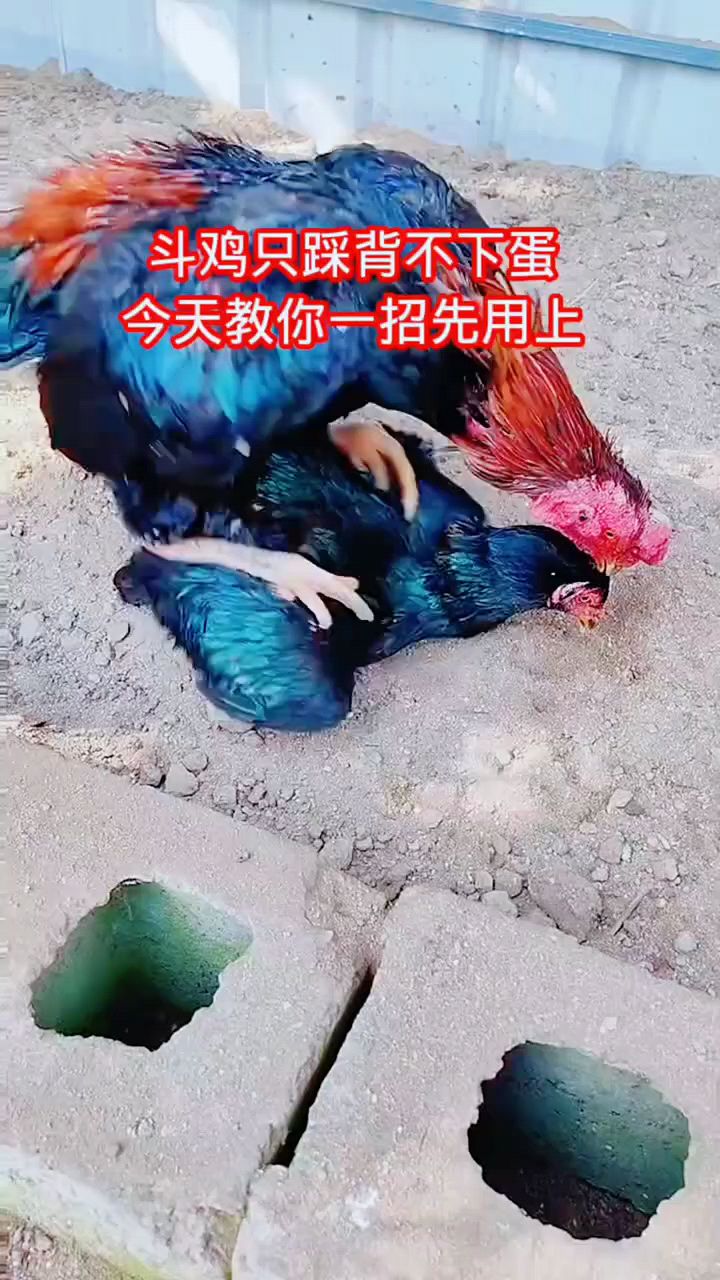 斗鸡踩背后不下蛋怎么办