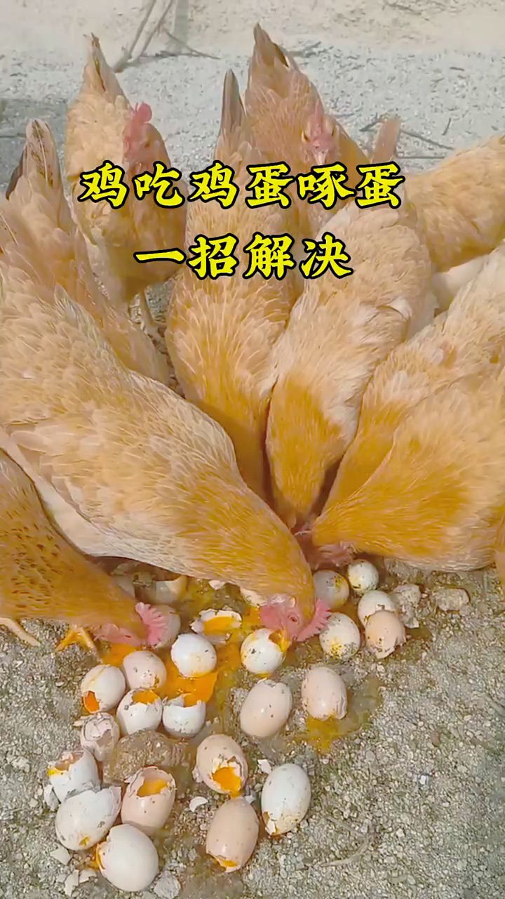 鸡吃鸡蛋怎么办?教你一个方法。