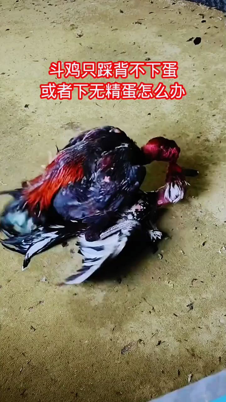 斗鸡踩背后不下蛋