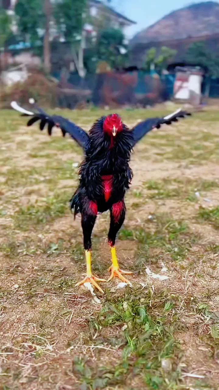 斗鸡大战老鹰,厉害