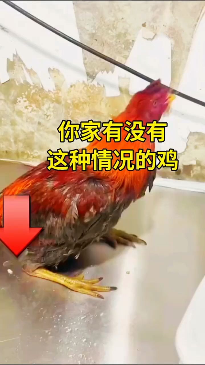 家里有没有这样的情况的鸡