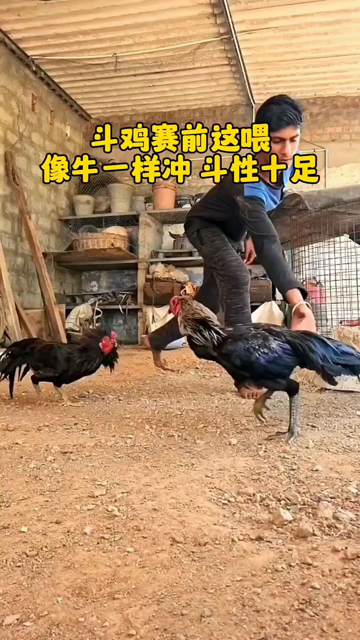 斗鸡怎么样才能像牛一样冲?