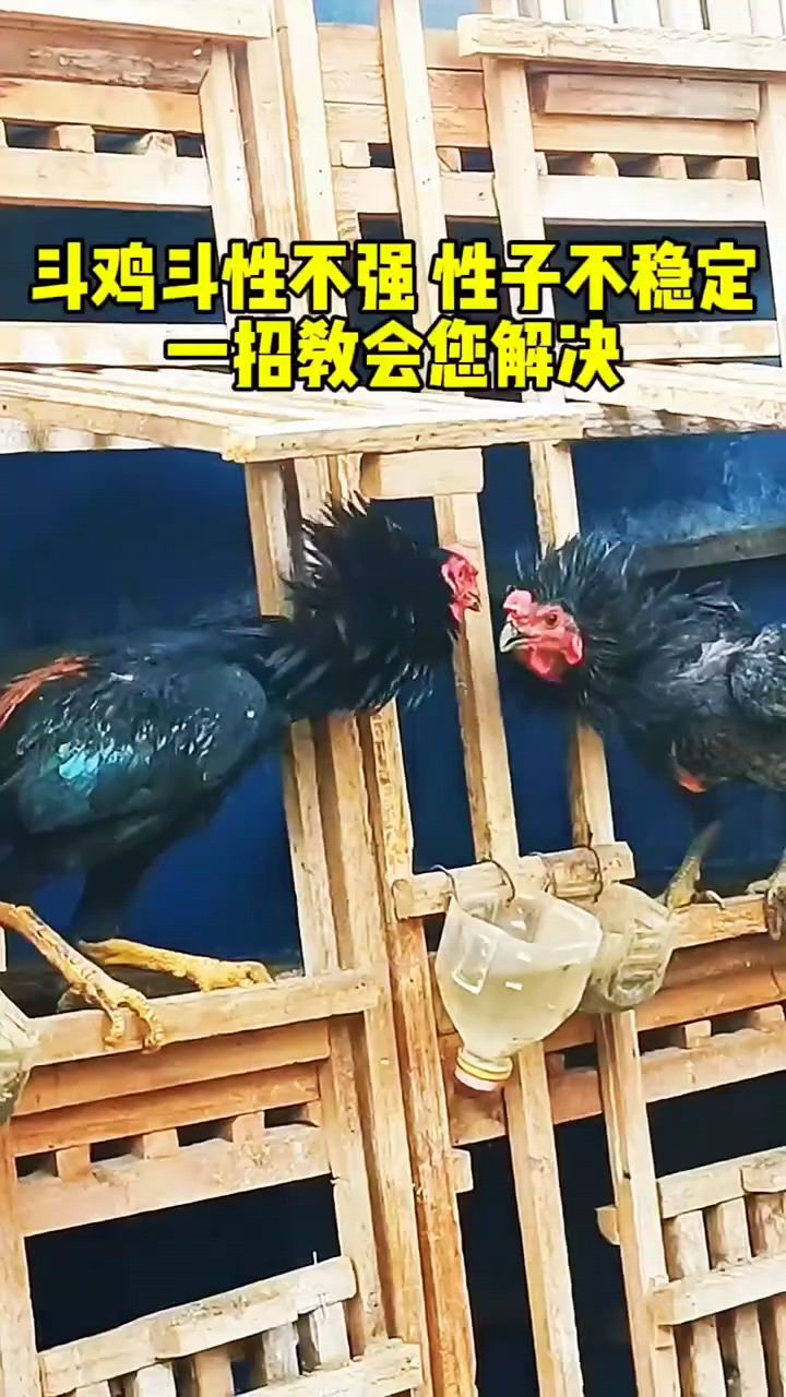 斗鸡斗性不好怎么办?