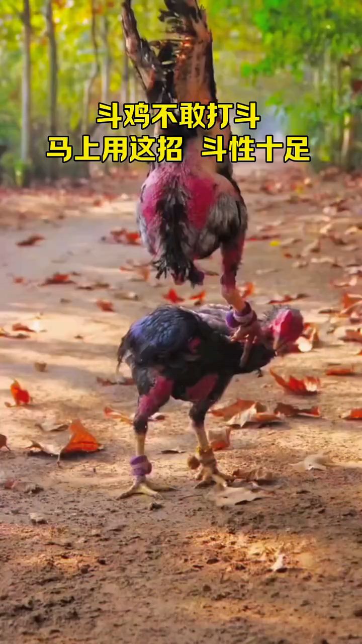斗鸡性子不旺,记住这一瓶