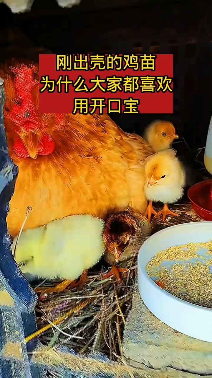 小鸡出壳后怎么喂啊