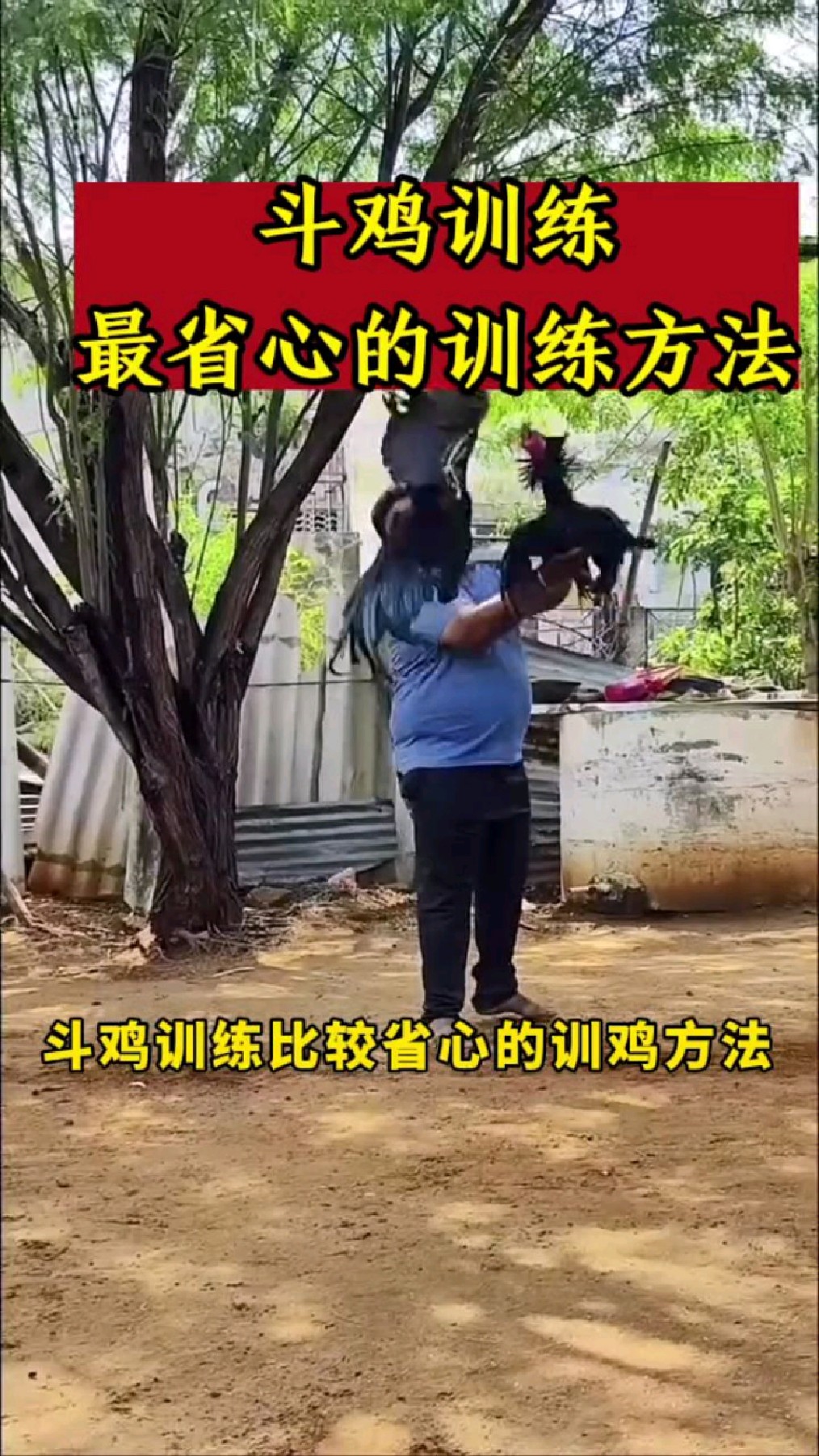 斗鸡训练省心的方法
