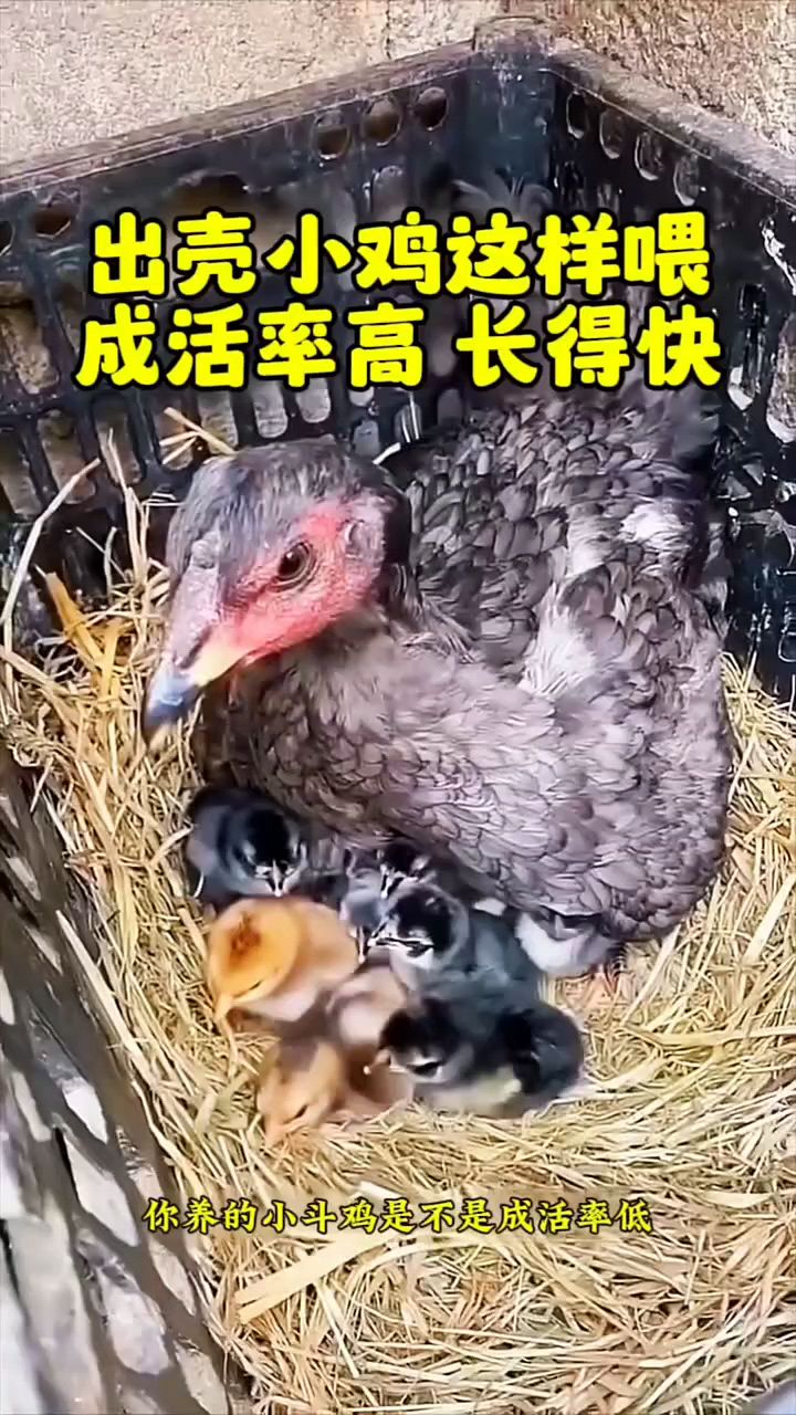 小鸡出壳后怎么喂,成活率高