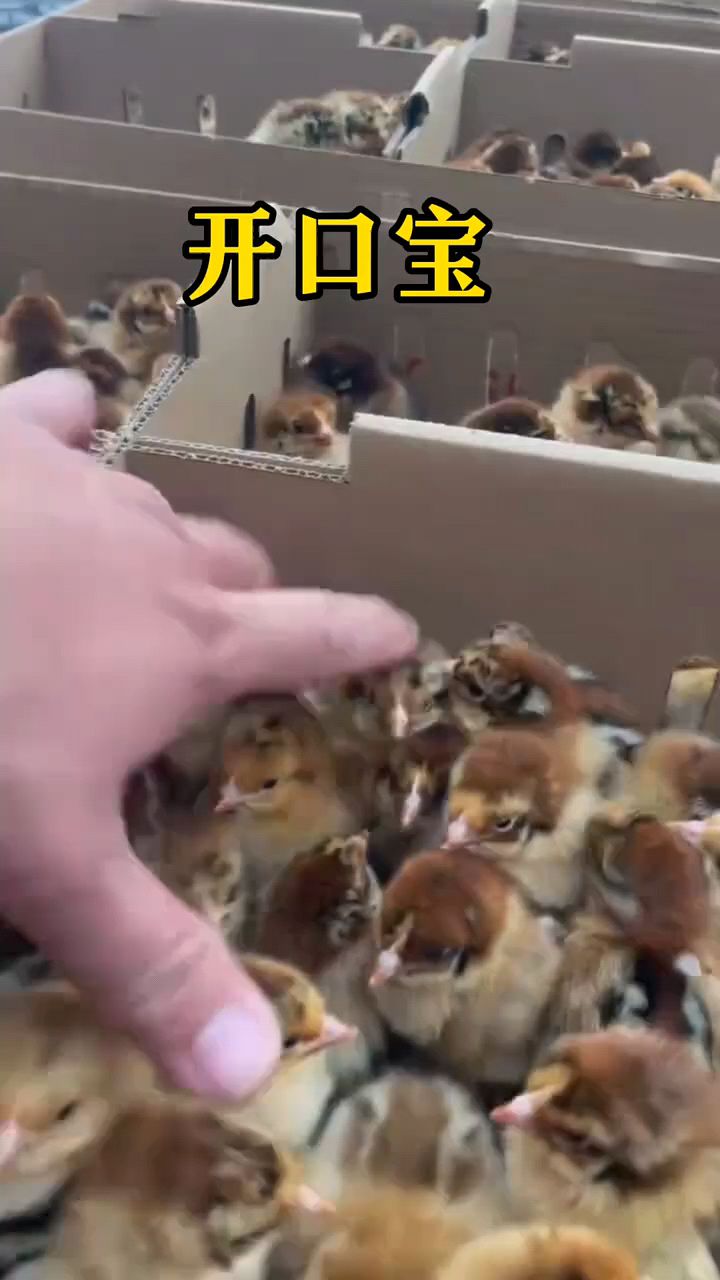 鸡鸭鹅苗提高成活率