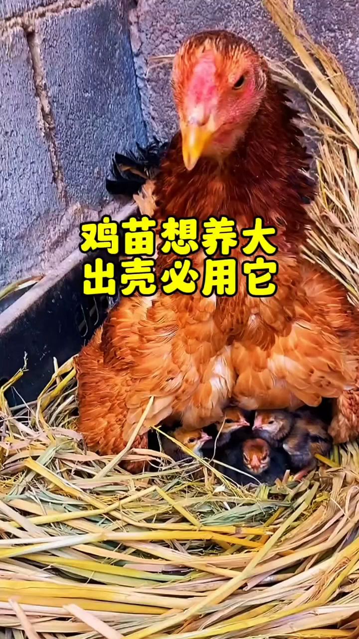 小鸡出壳怎么喂长得好