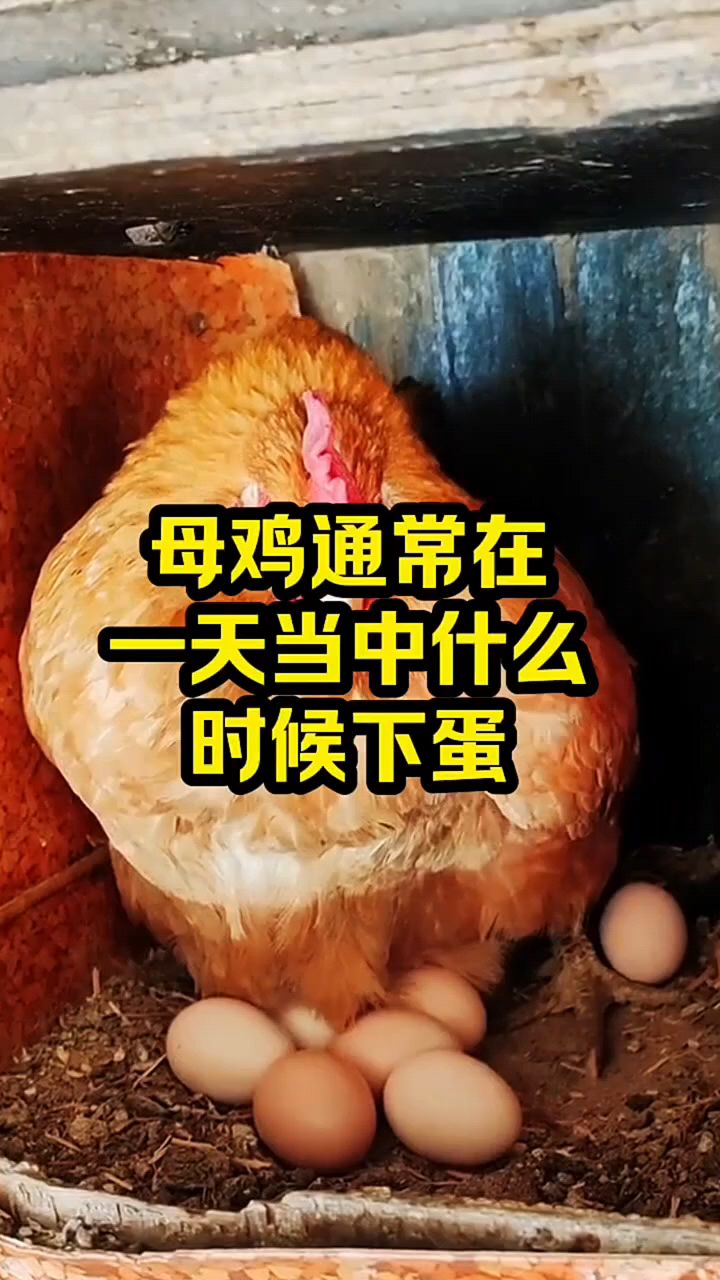 母鸡在一天什么时间下蛋?