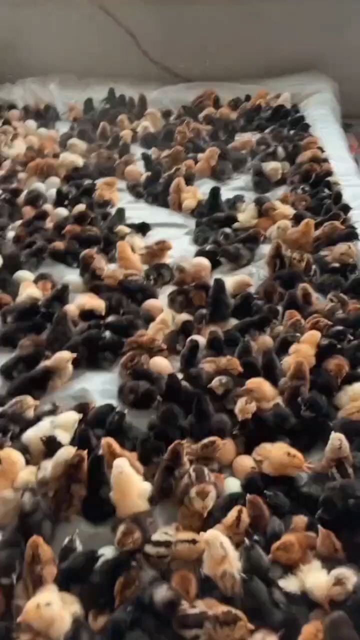 小鸡出壳怎么喂啊