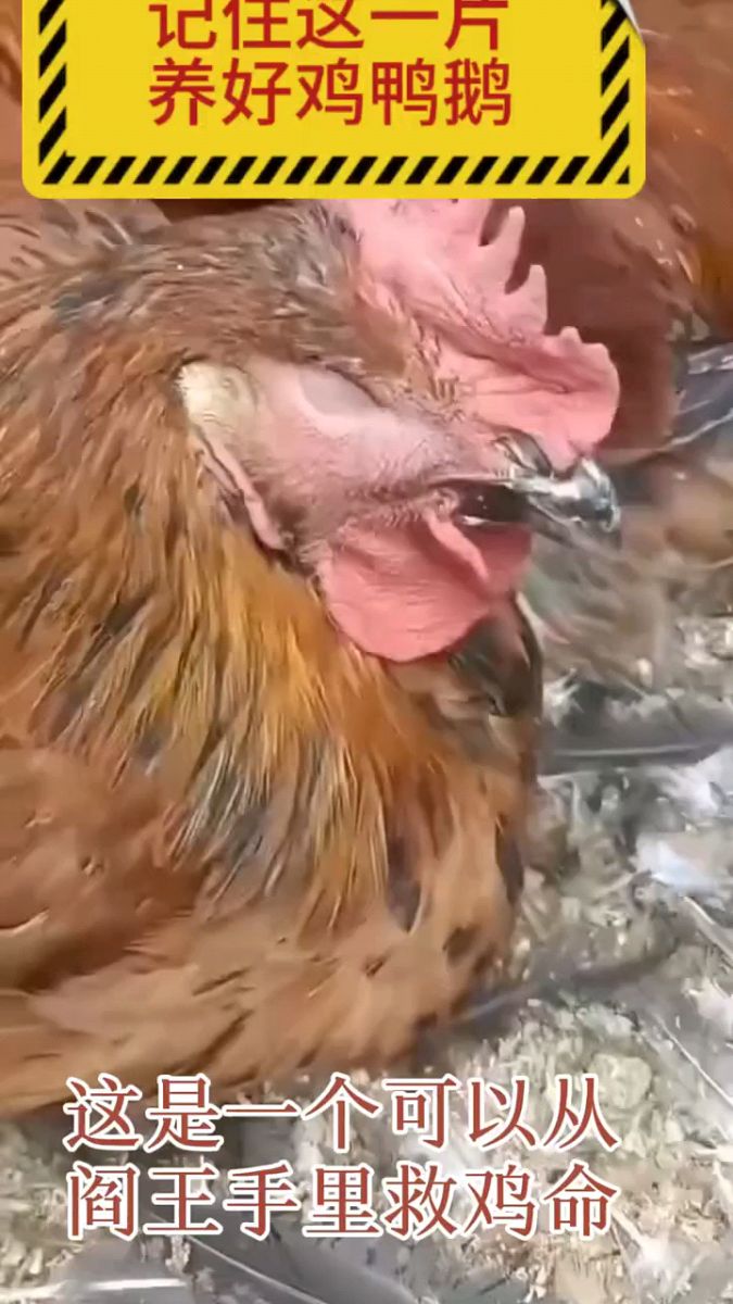 养殖鸡鸭鹅记住这一瓶