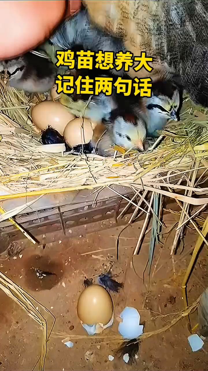 鸡苗养的大,记住两句话