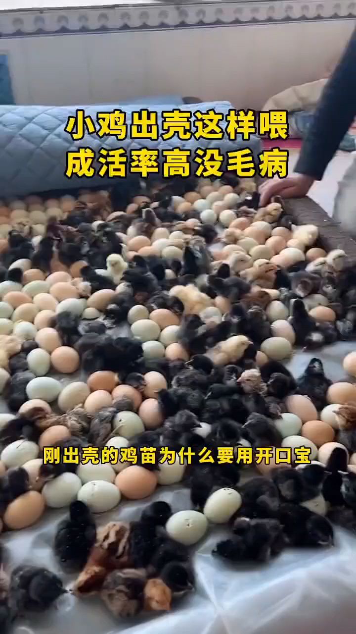 小鸡出壳这样喂,成活率高