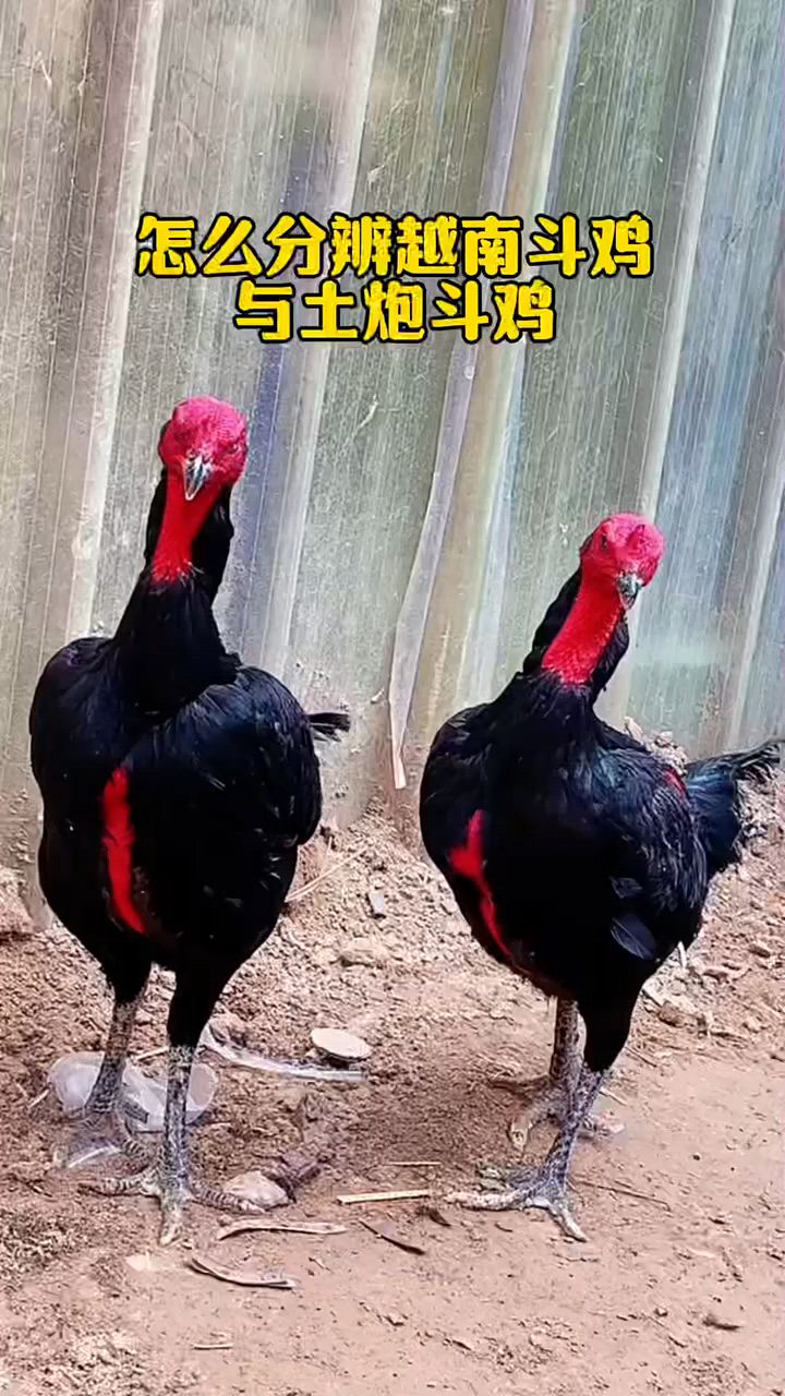 怎么区分斗鸡是什么品种