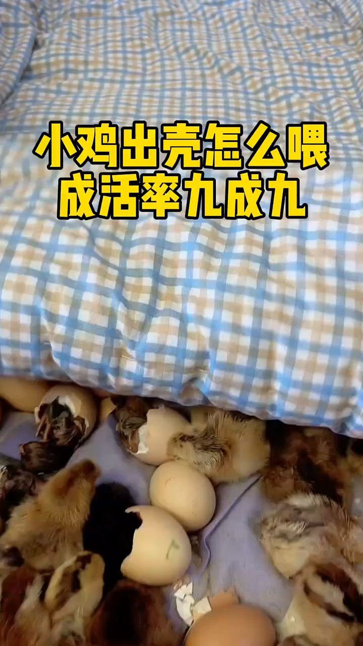 小鸡出壳怎么喂成活率高