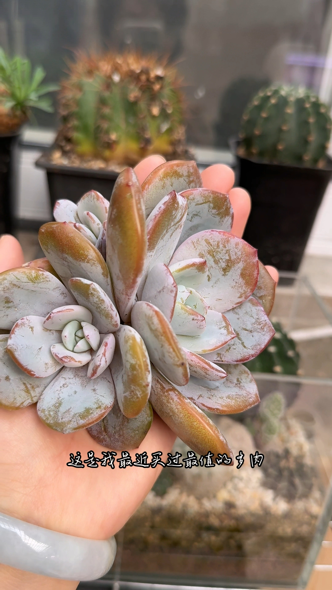 很推荐的多肉品种,奶茶,优点是皮实好度夏,出状态又仙又美