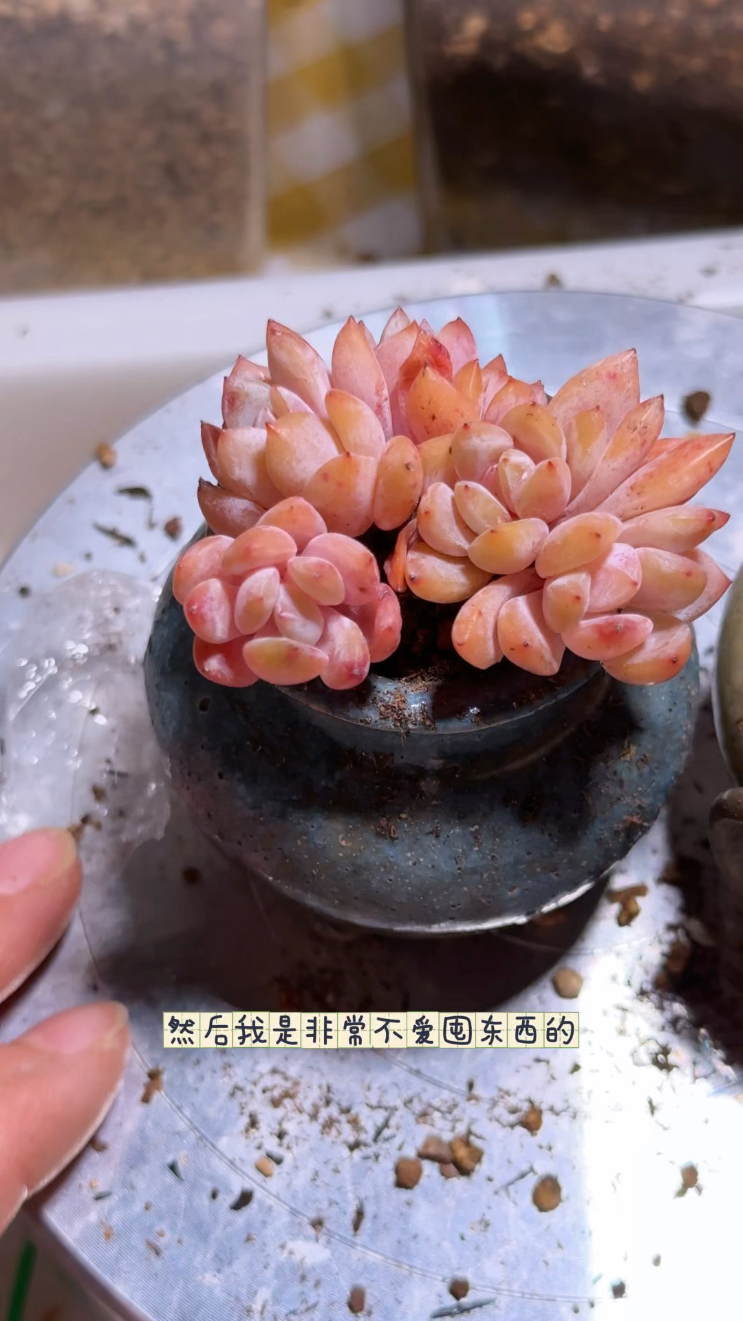小多肉上盆技巧分享,这一批雪天使只需保持美貌就好