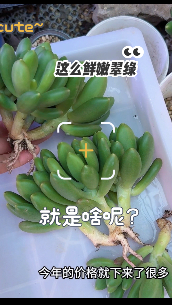 多肉开箱,大名鼎鼎的金蝉100块来三颗,大水桩那个翠绿鲜嫩啊