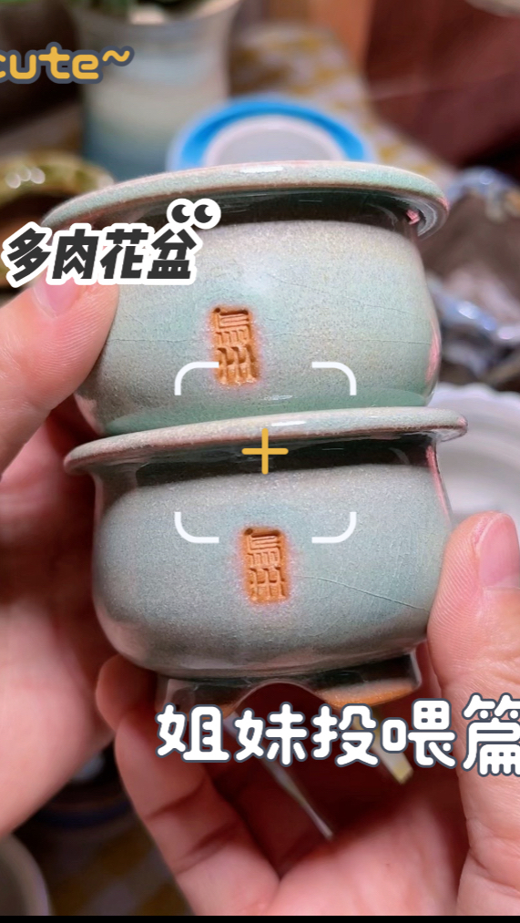 姐妹投喂之多肉景德镇小花盆,好可爱