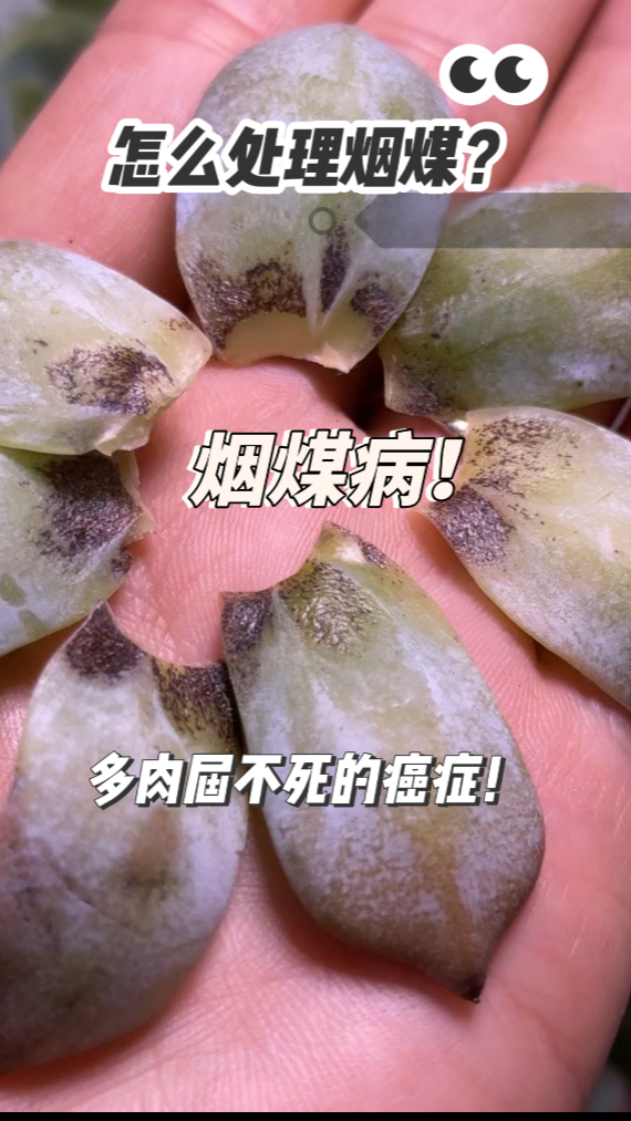 多肉烟煤病的特征,发病时间以及如何防治?