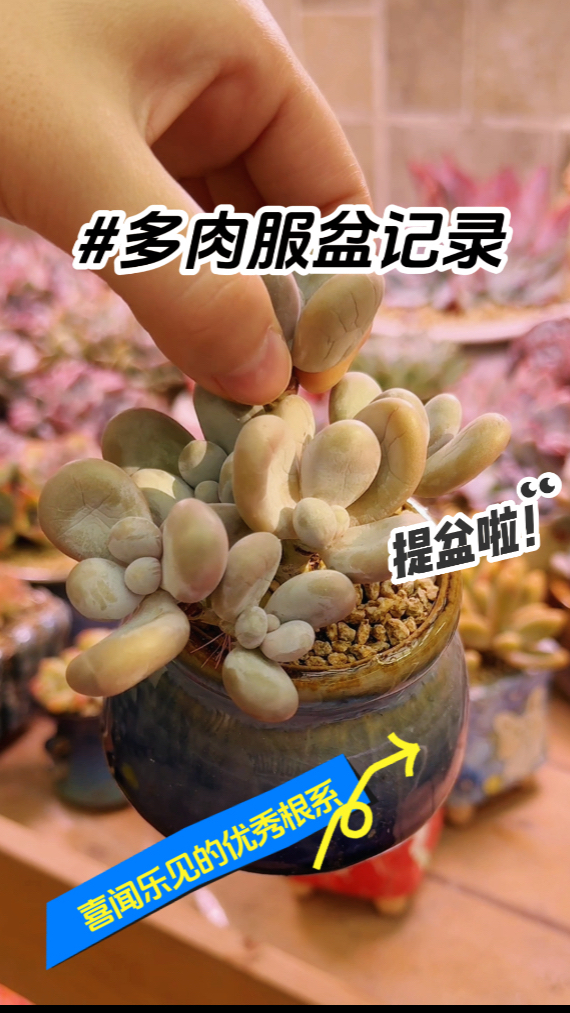 养多肉时间不短,依然爱用提盆来看看多肉根系如何