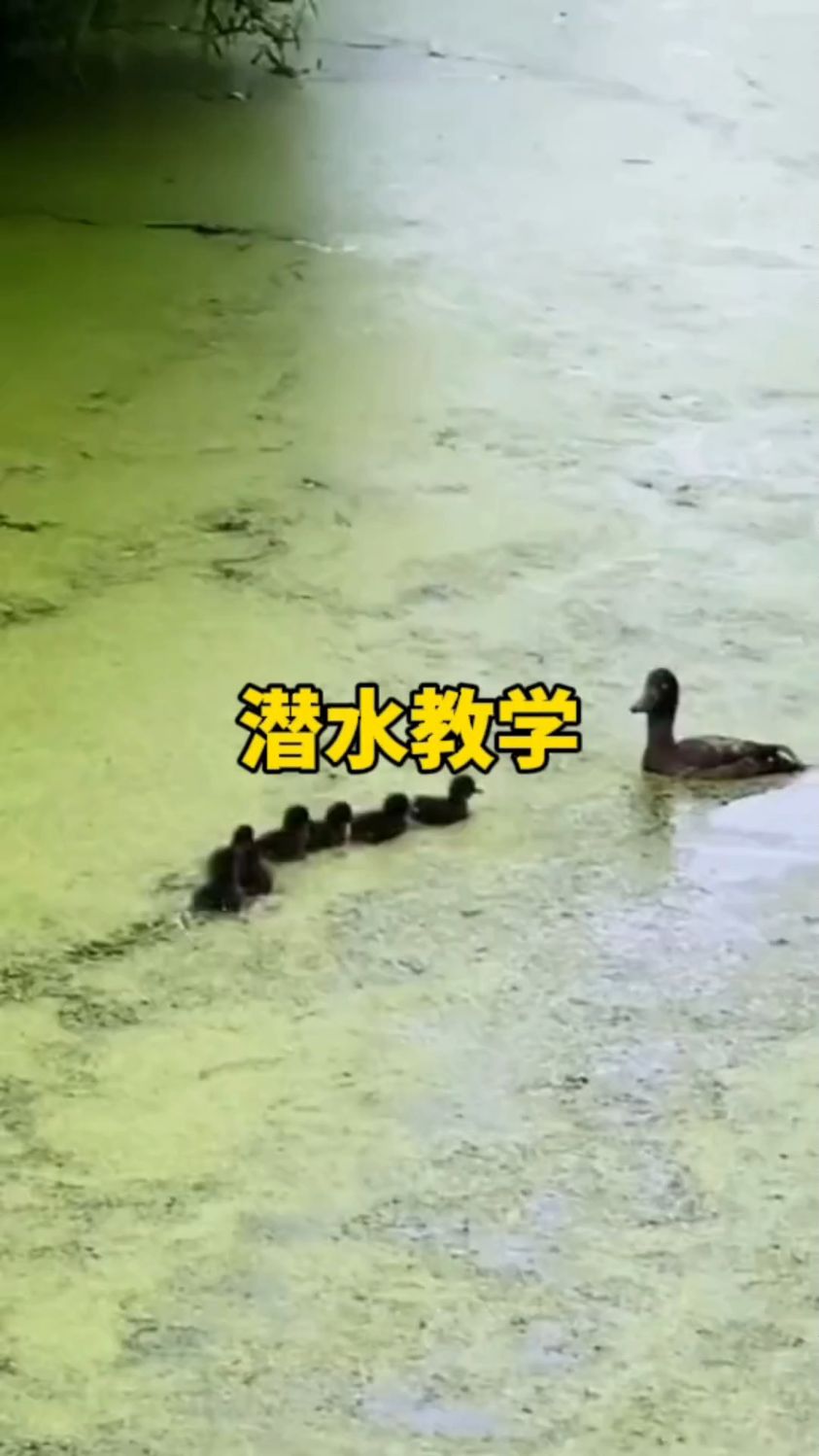 鸭妈妈教小鸭子潜水