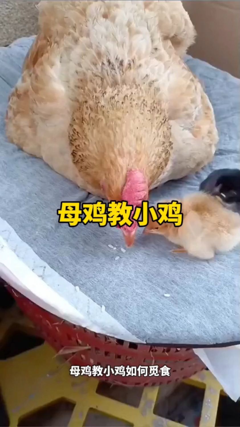 母鸡教小鸡如何觅食