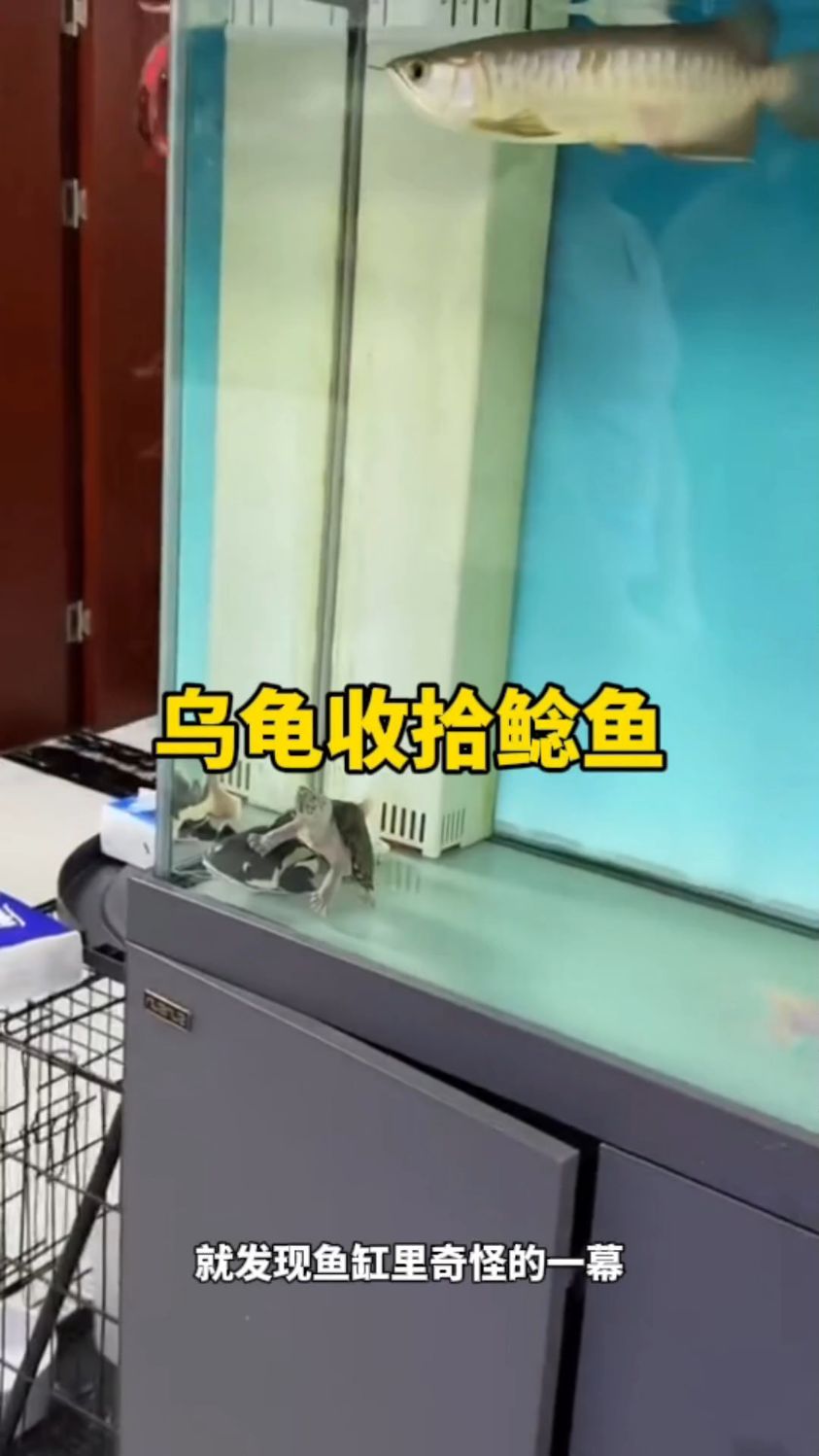 鱼缸里的乌龟收拾鲶鱼