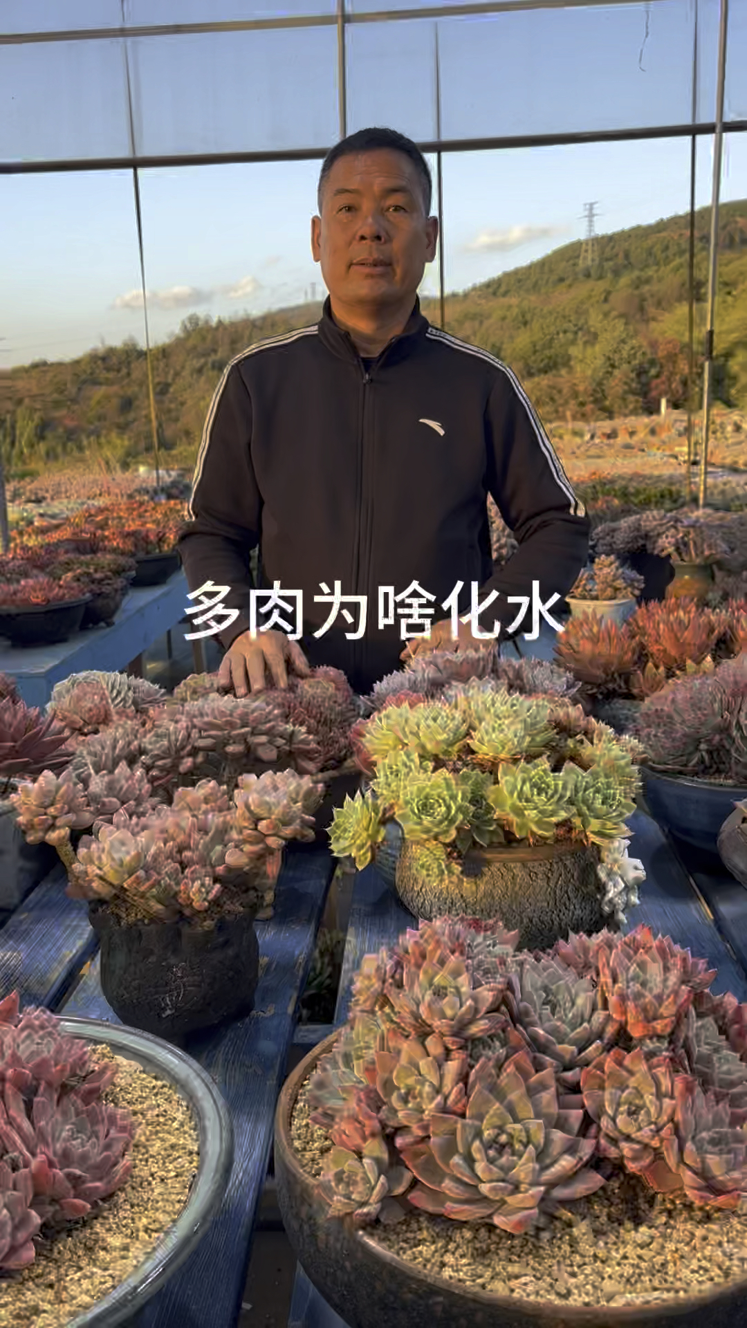 多肉植物为啥化水