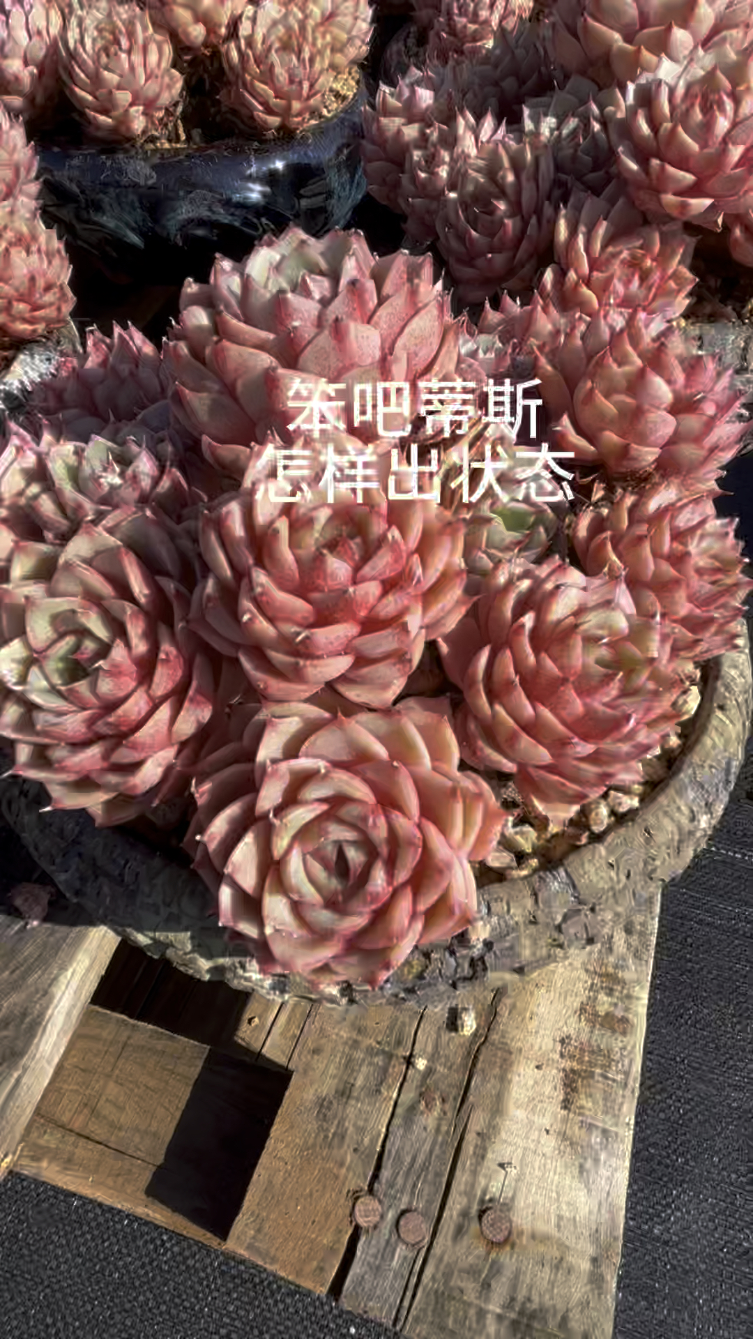 多肉植物笨吧蒂斯怎样养状态