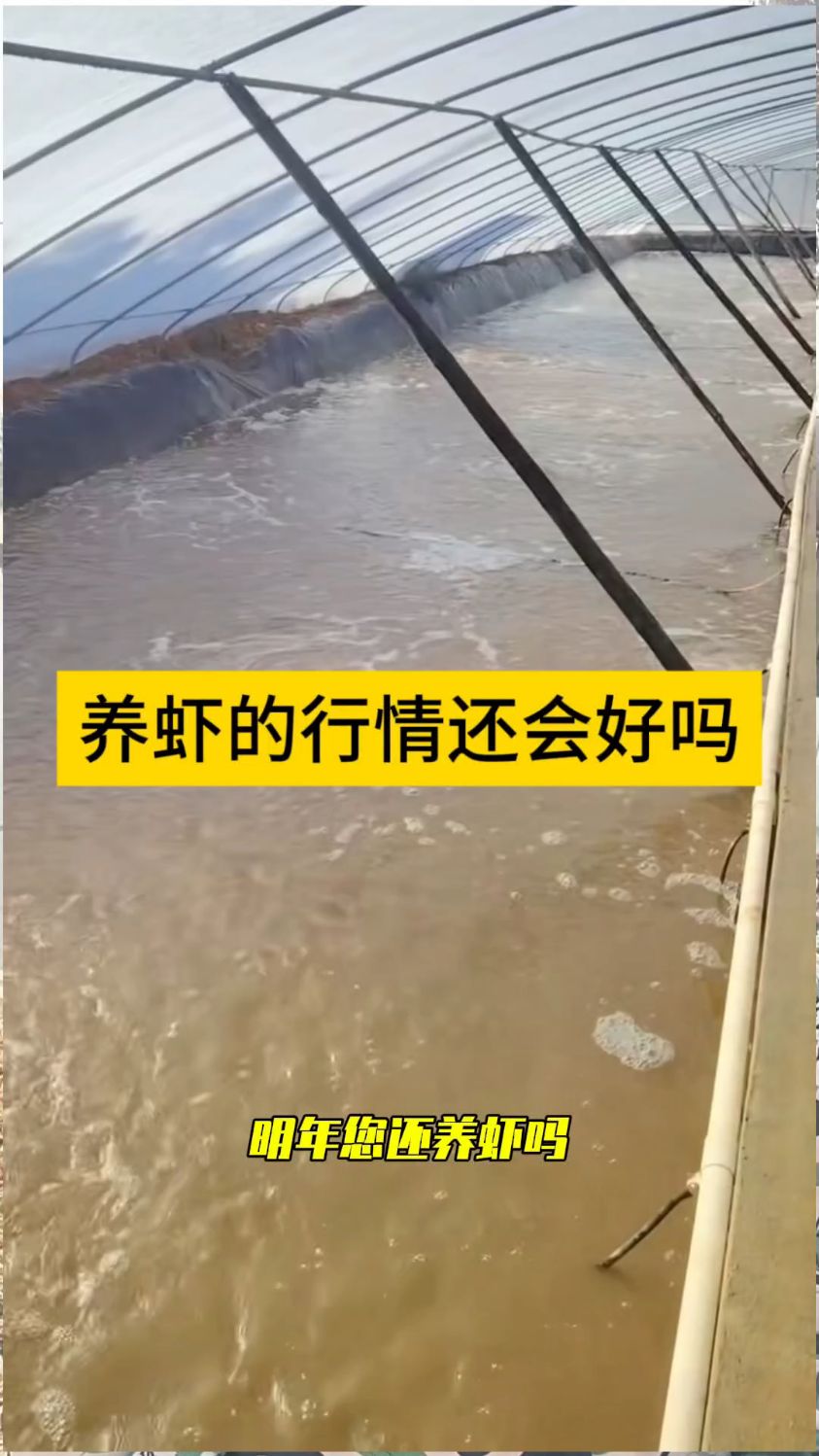 明年养虾行情会好吗