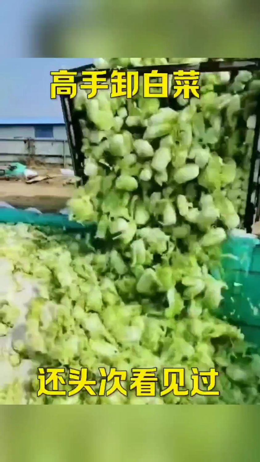 高手卸白菜,瞬间一车搞定
