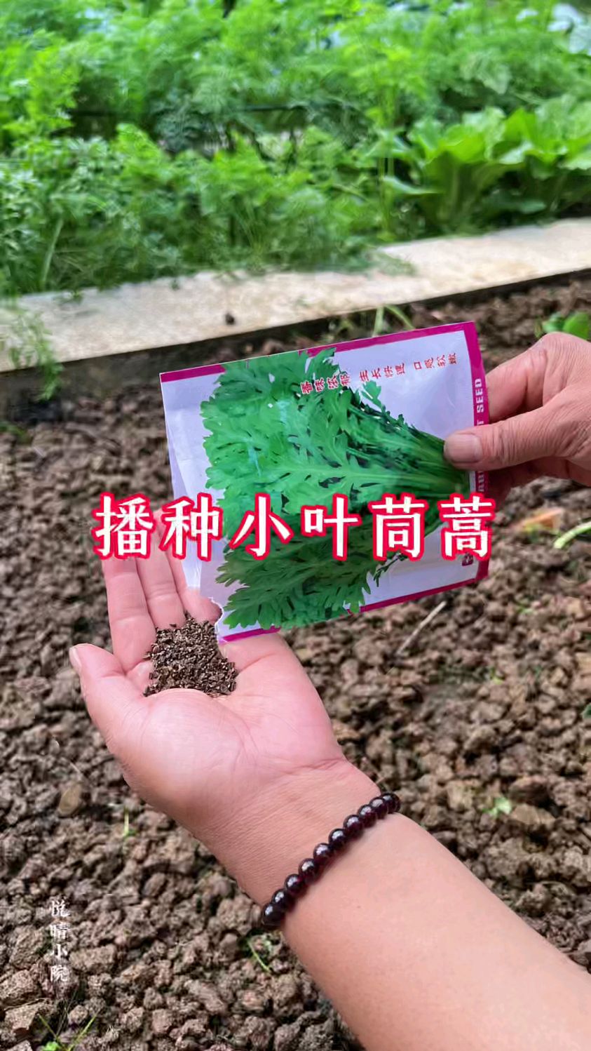 今天来播种小叶茼蒿